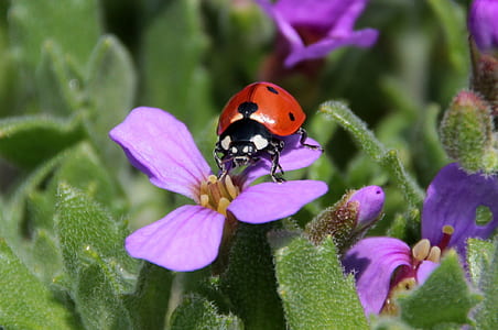 ladybug perched on purple petaled flower closeup photography thumbnail