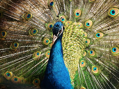 blue and green peacock thumbnail
