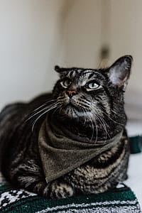 short-fur black and gray cat prone while looking above thumbnail
