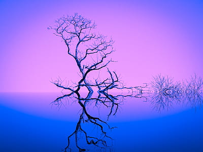 bare tree reflecting on body of water thumbnail