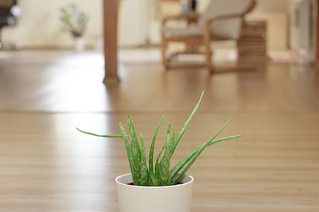 green snake plant potted in white pot thumbnail