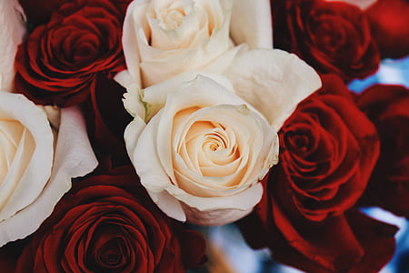 closeup photo of red and white roses thumbnail
