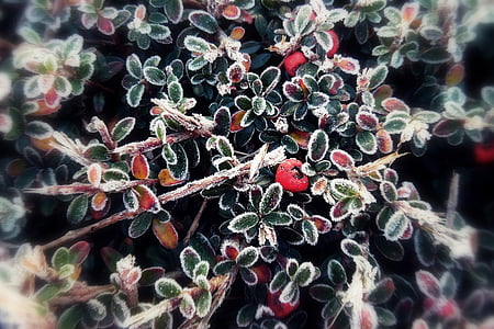 selective focus photo of green and red leaf plant thumbnail