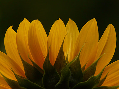 Tongue Flower, Sun Flower thumbnail