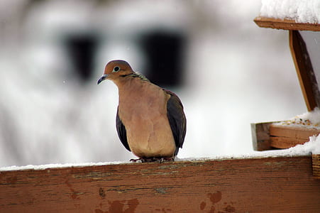 selective focus photo of Eurasian collared dove perching on brown wooden edge thumbnail