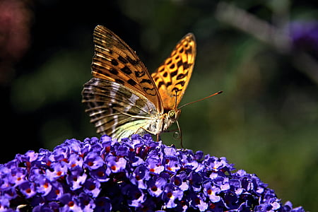 gulf fritillary butterfly perching on purple cluster flower in close-up photography thumbnail