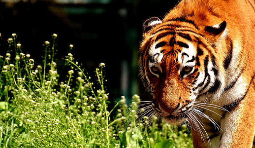 tiger illustration thumbnail