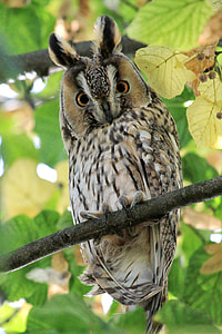 black and brown owl perch on tree branch thumbnail