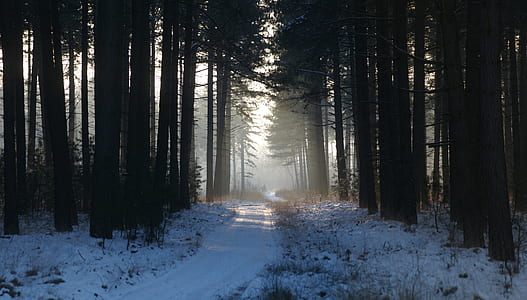 green leafed trees thumbnail