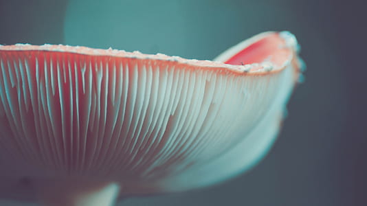 close-up photograph of oyster mushroom thumbnail
