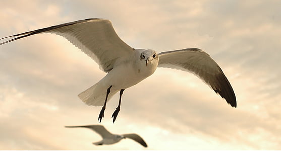 white and black flying bird thumbnail