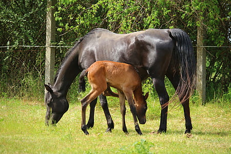 brown horse with pony on green grass thumbnail