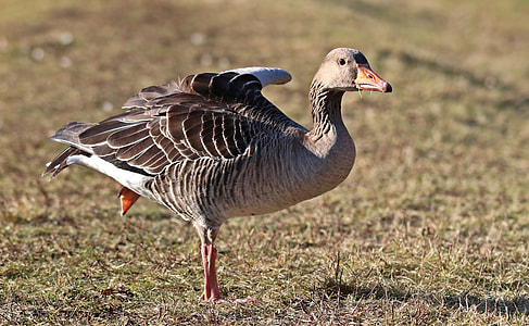 brown goose thumbnail