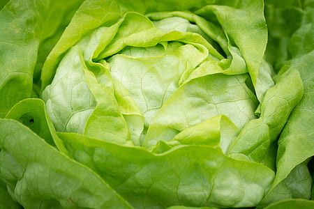 green cabbage thumbnail
