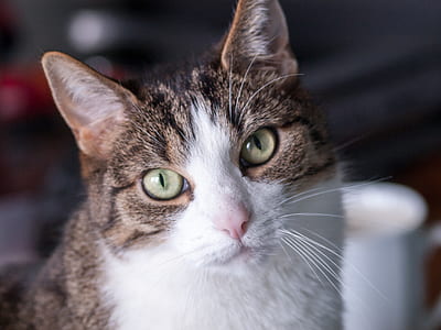 closeup photography of brown and white cat thumbnail