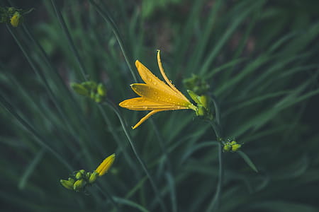 Selective Focus Photography of Yellow Petaled Flower thumbnail