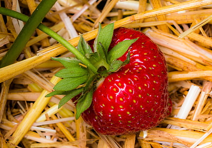 close-up photography of red strawberry thumbnail
