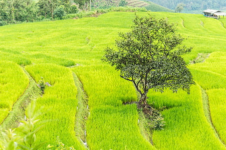 tree on grass field thumbnail