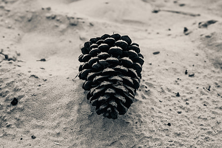 Closeup shot of a tree cone thumbnail