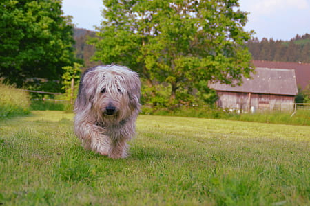 Brown Gray and White Hairy Medium Size Dog Walking on Green Grass Field during Daytime thumbnail