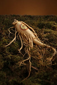 brown ginseng root on green moss thumbnail