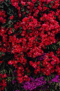 Red flowers of bougainvillea tree, Portugal thumbnail