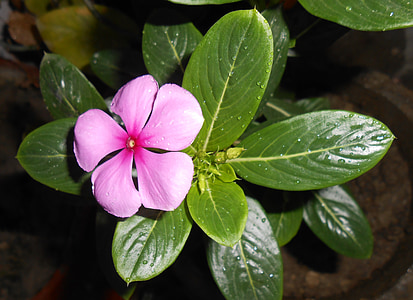 pink periwinkle flowers on pot thumbnail