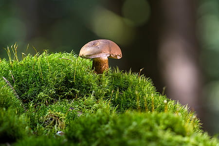 selective focus photography of brown mushroom on green grass thumbnail