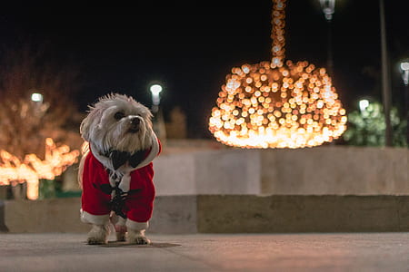 white shi tzu in Santa costume thumbnail