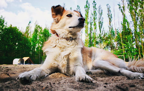 medium-coated tan and white dog lying on soil thumbnail