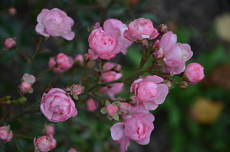focus photography of pink petaled flowers thumbnail
