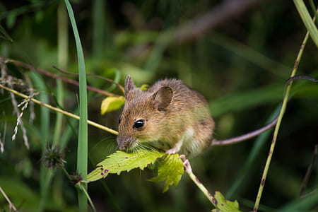 wildlife photography of rodent on green leaf thumbnail