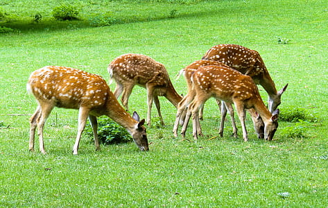 five brown deers on grass field thumbnail