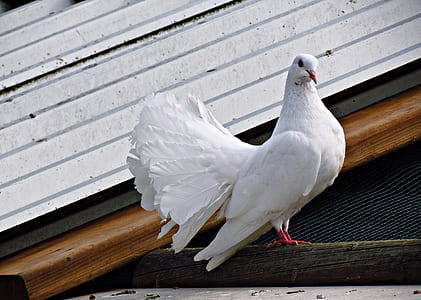 white fan-tail pigeon thumbnail