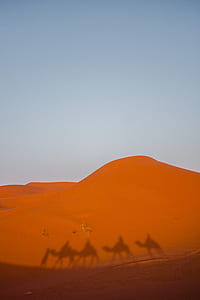 camel illustrations thumbnail