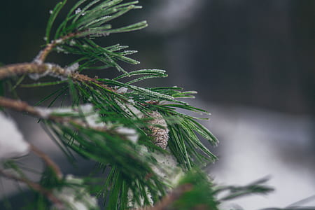 close-up photography of pine leaf thumbnail