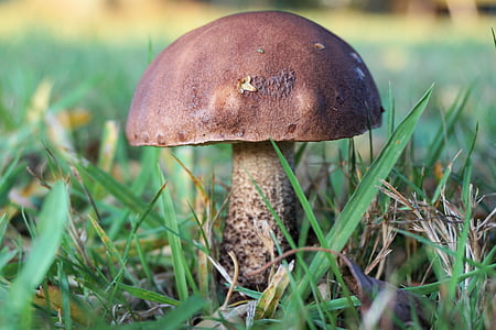 selective focus photography of brown mushroom thumbnail
