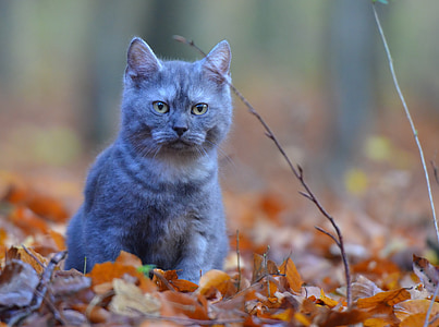 close-up of Russian blue cat in leaf thumbnail