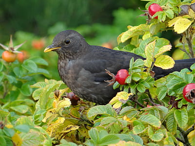 black bird on green leafed tree thumbnail