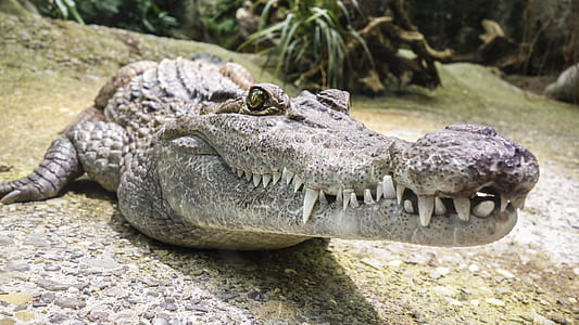 gray and black crocodile thumbnail