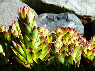 green and red succulent plant thumbnail