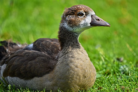 female mallard dock lying on green grass thumbnail