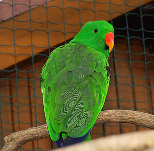 green bird on tree trunk thumbnail
