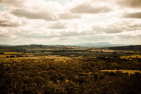 landscape photography of trees thumbnail