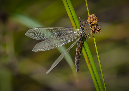 gray Dragon Fly on brown and green leaf plant focus photo thumbnail