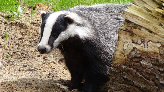 white and black skunk thumbnail
