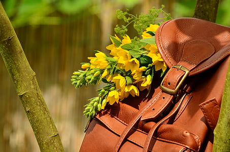 knapsack on tree thumbnail