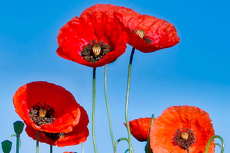 red flowers with green leaves thumbnail