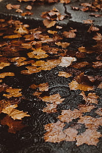 brown leaves on body of water wallpaper thumbnail
