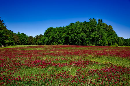 field of red petaled flowers during daytime thumbnail